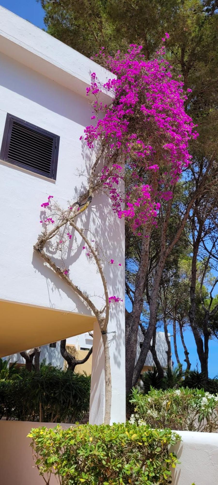 Club Cala Azul Hotel Cala Llenya  Bagian luar foto
